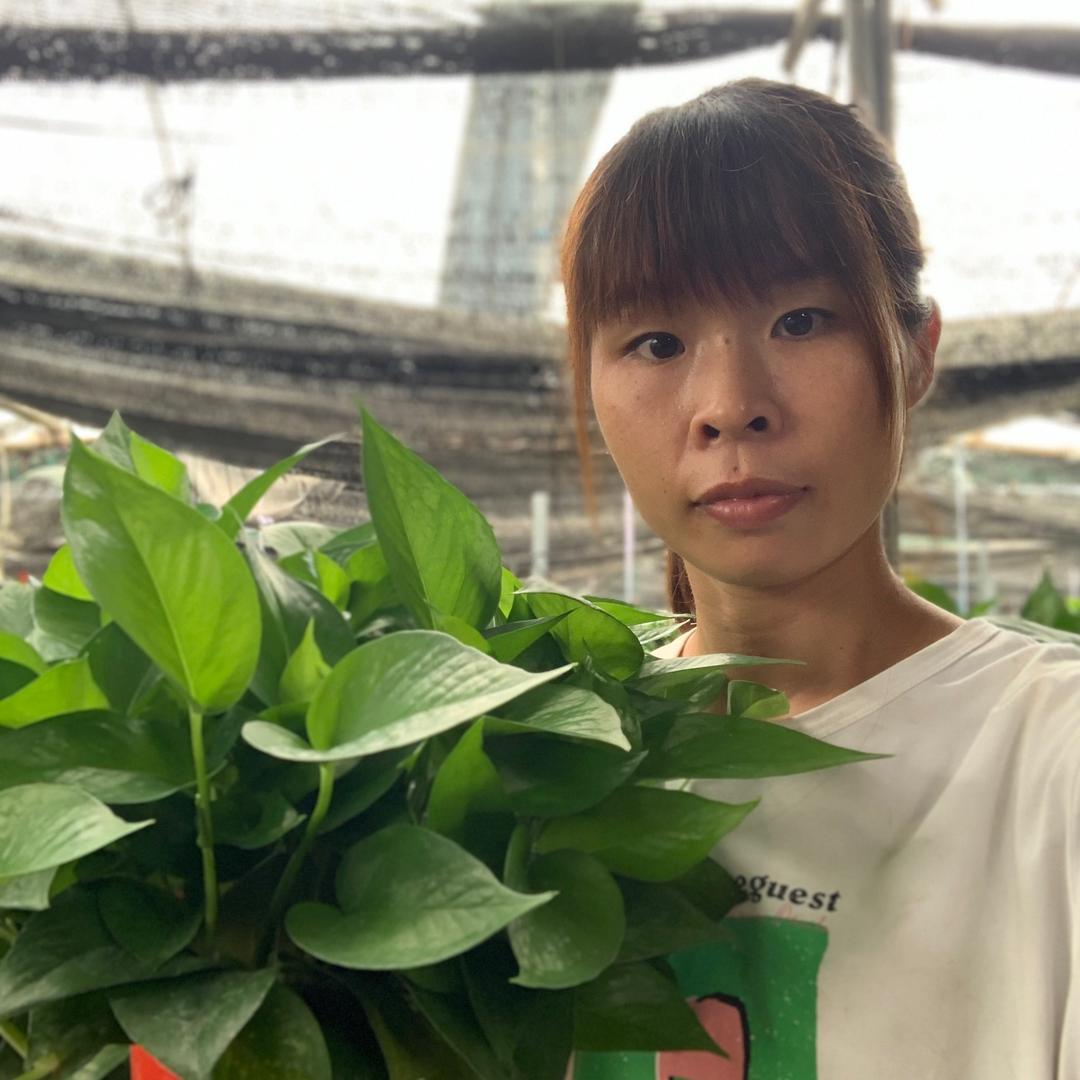 绿精灵绿萝