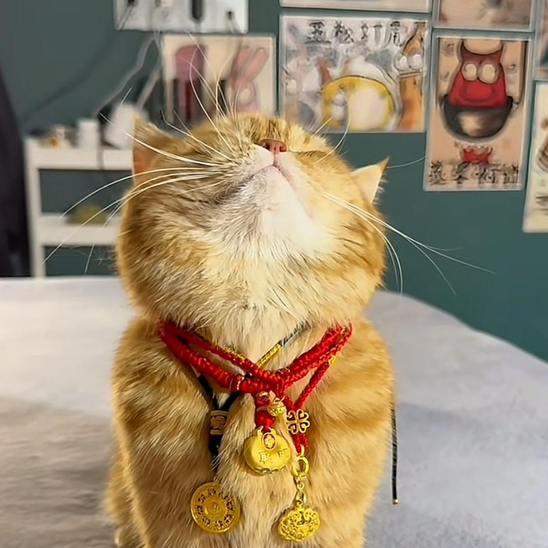 春风不解意