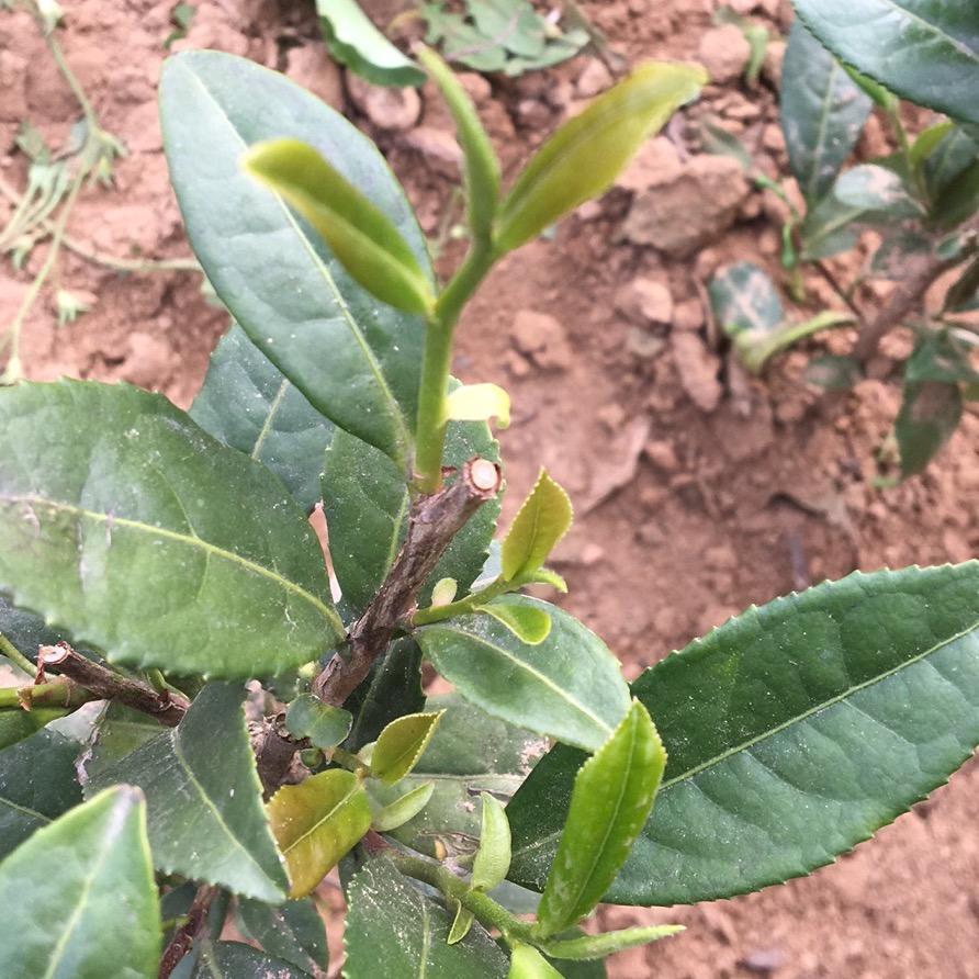 日照绿茶