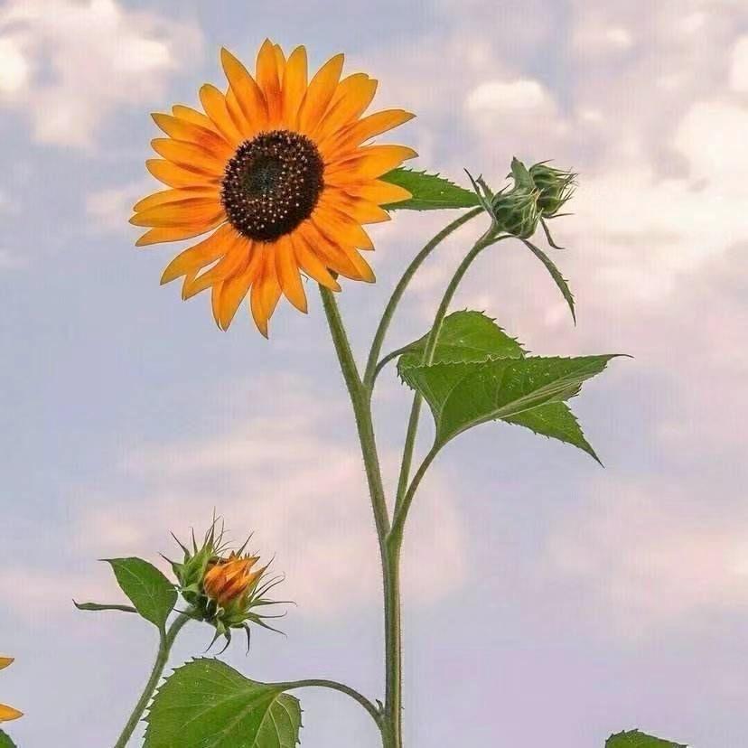 🦋好运ꚸ加满