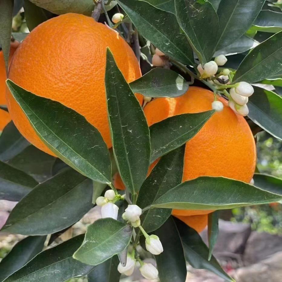 🌸春暖花开❤️