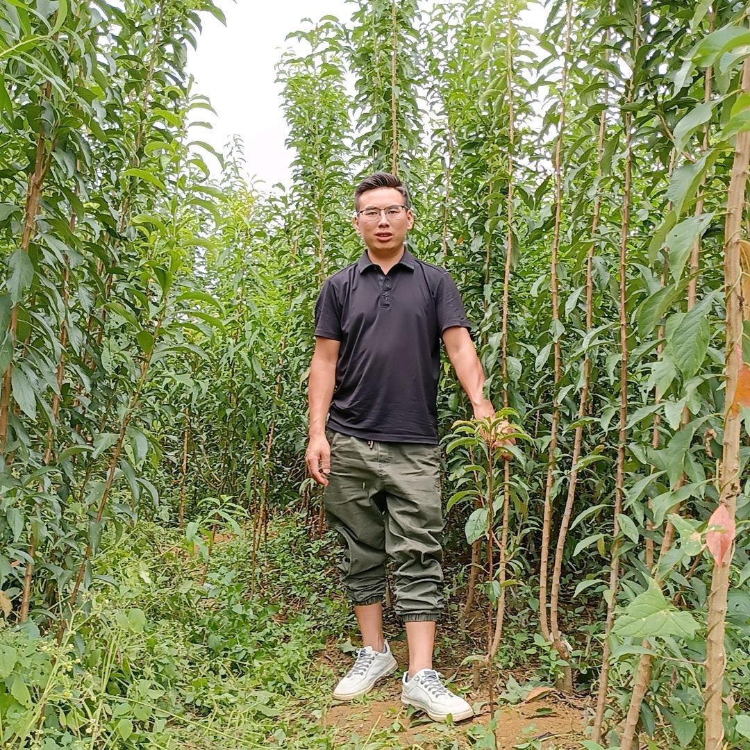 刘华果圆蜂糖李果树苗木专营店
