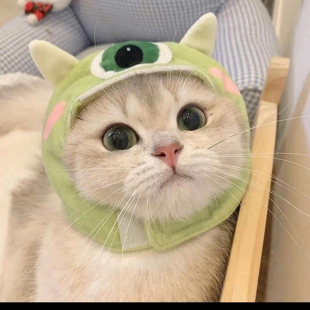 萌宠我最爱