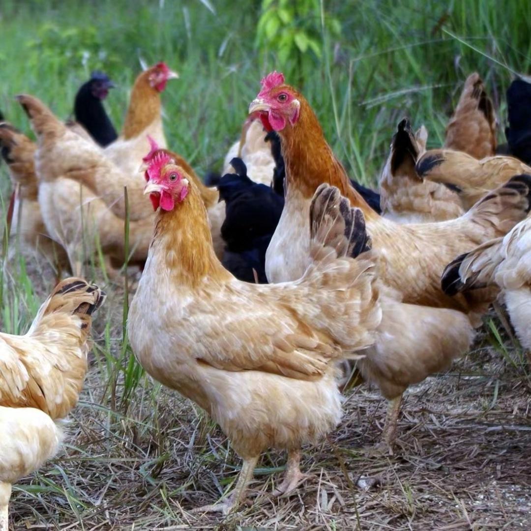 黑娃生鲜土鸡🐔