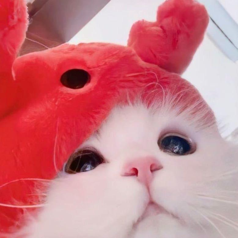爪爪印