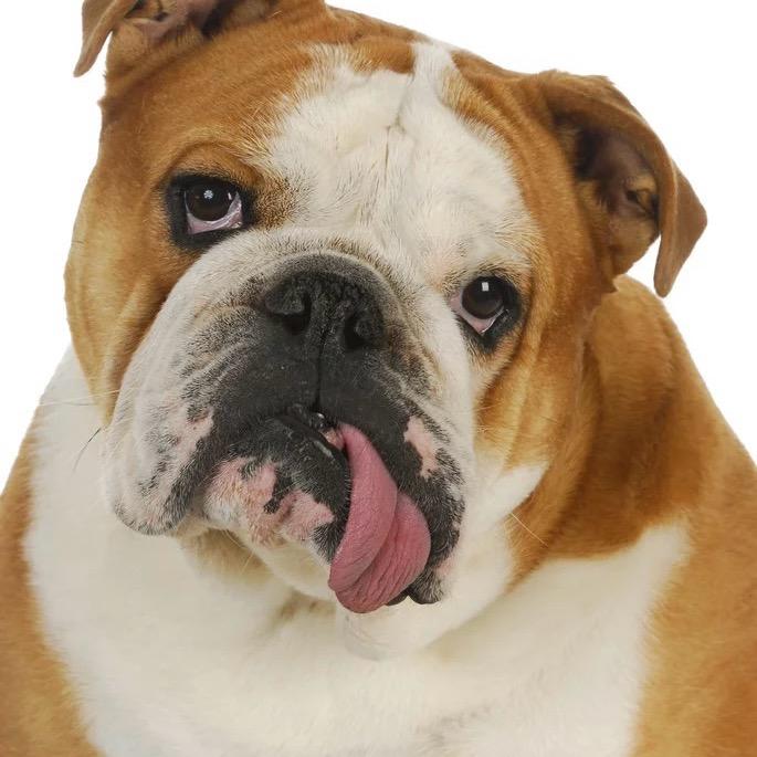 ཀཱ་ལ་པ། 咖啦哇