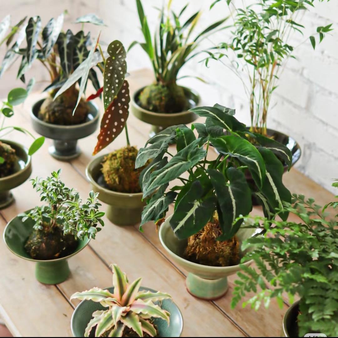 绿植基地直发