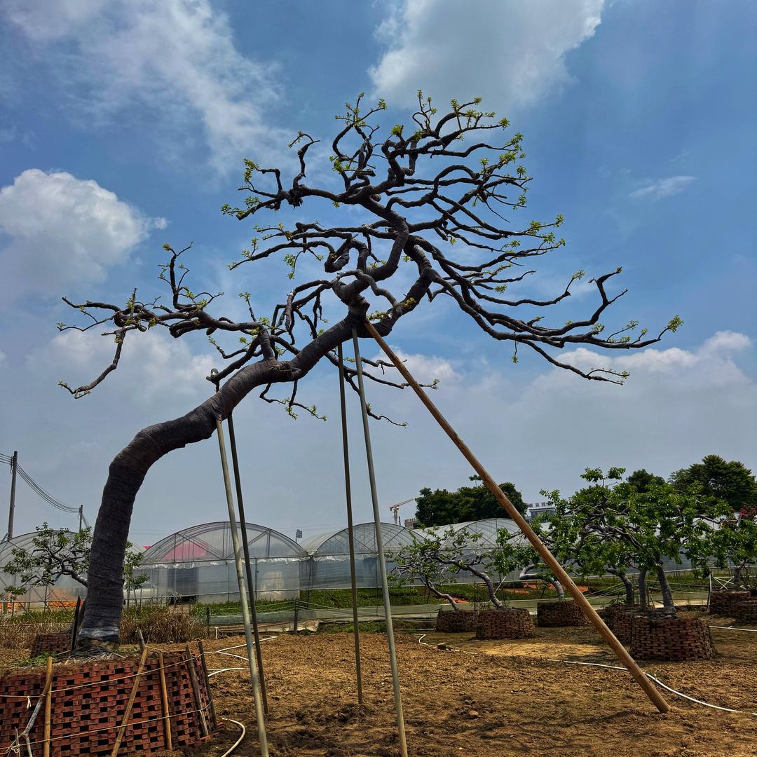 中山桃缘花木场