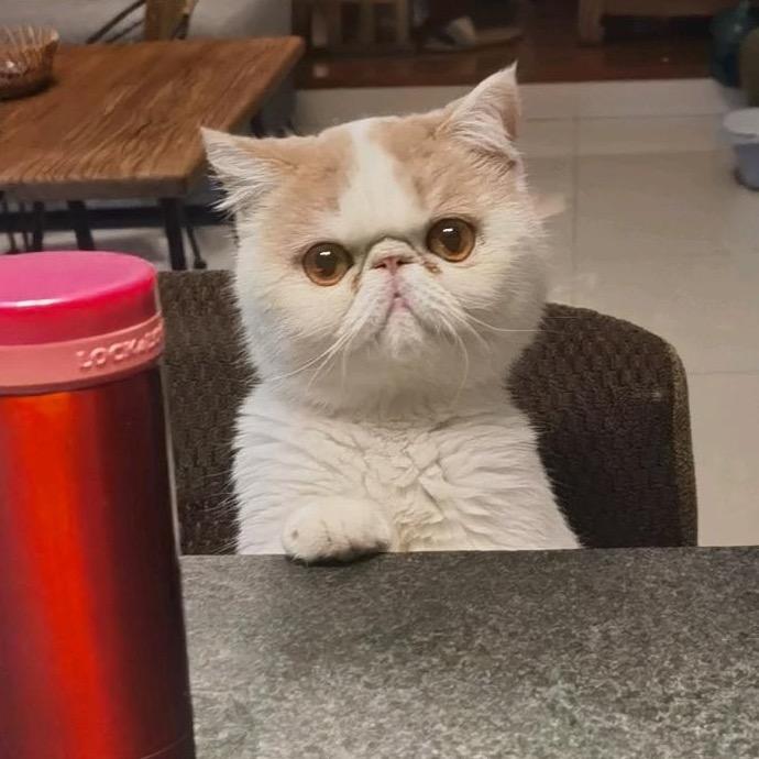 小顾小顾•͈ᴗ⁃͈