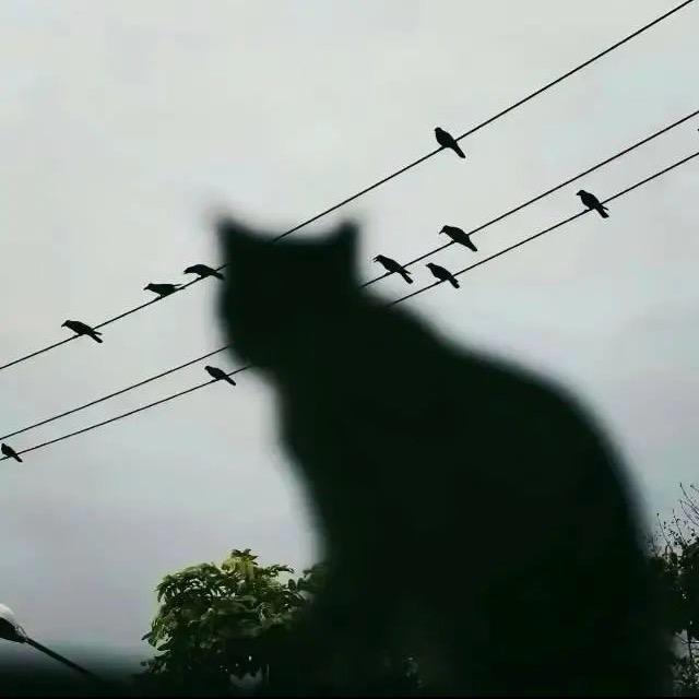 泪桥