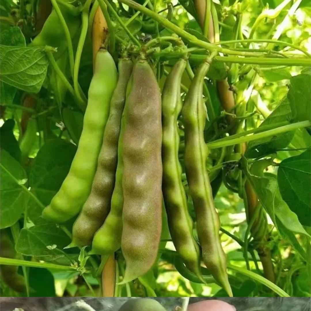 佳农惠种业