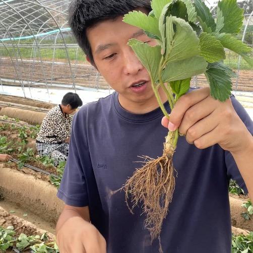 草莓种起来