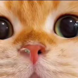 猫咪🐈爱洗澡🫧