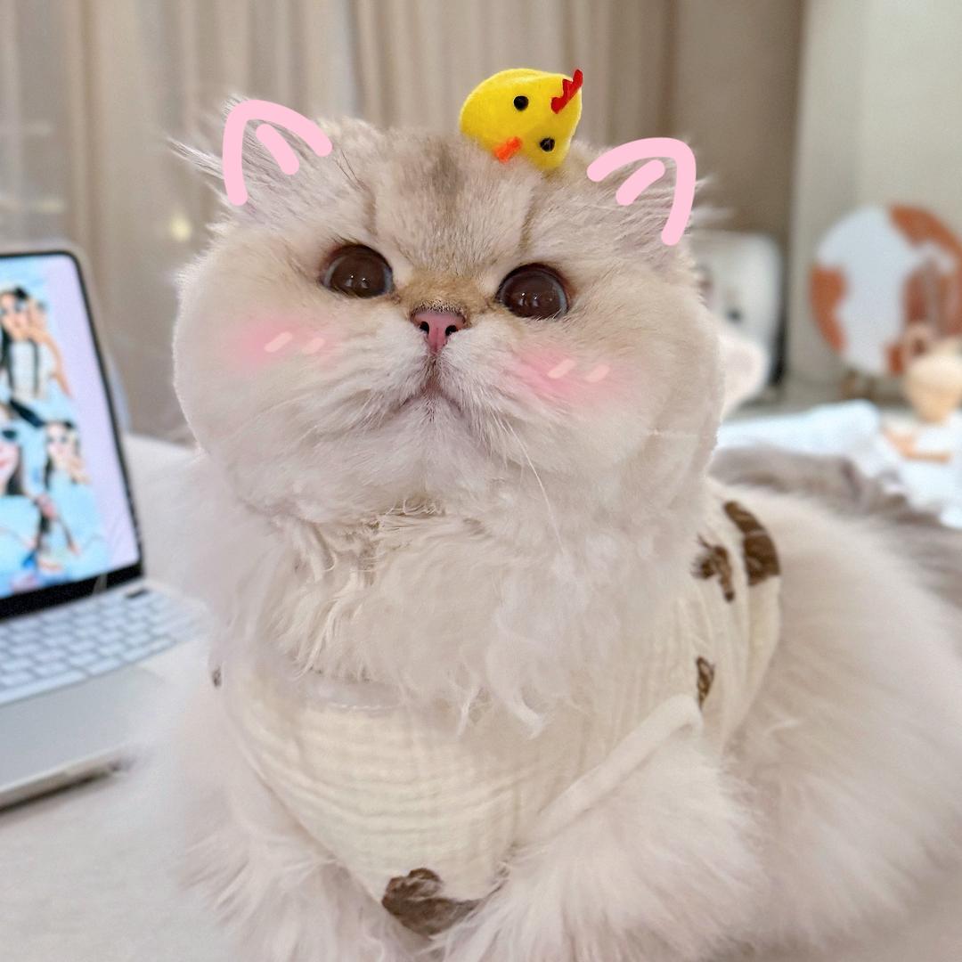 林小Q是话唠