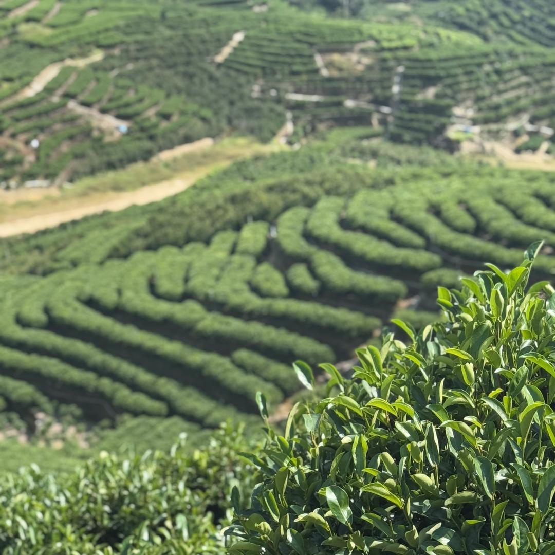 潮香世家茶厂 涛哥