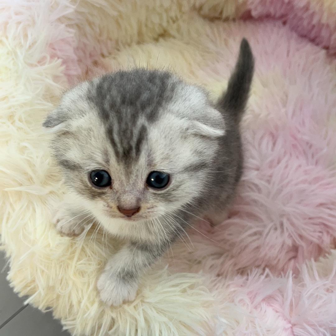 淘子🐱来喜儿
