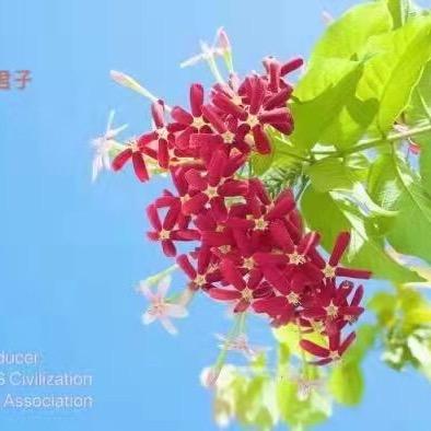 麦吉Maggie