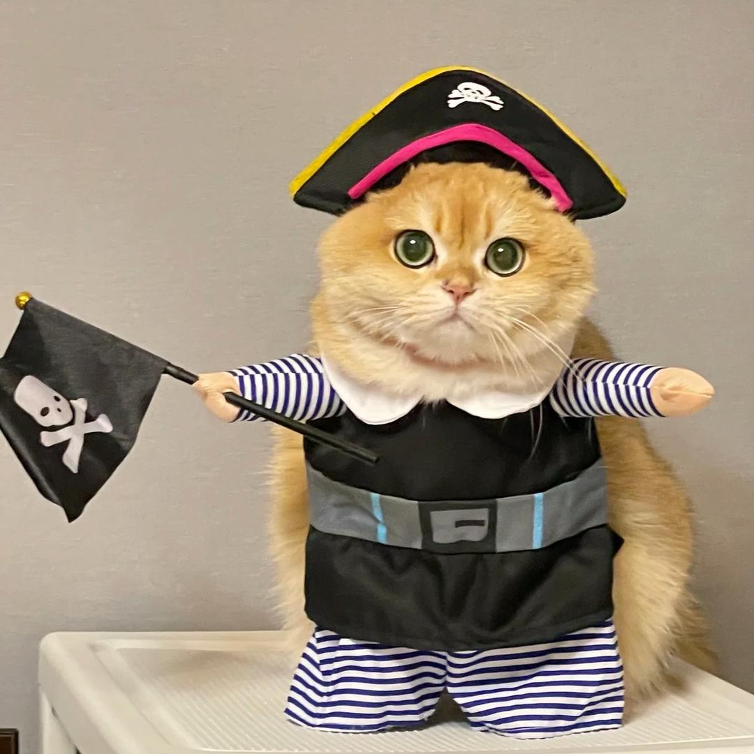 七只猫的宝藏🐱