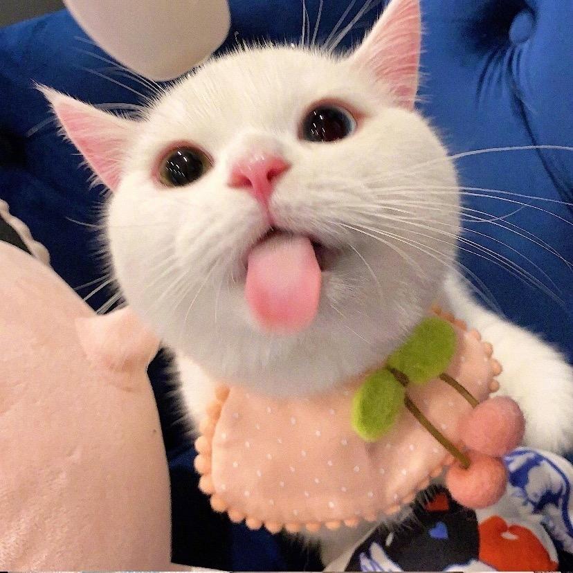 啾咪ฅ՞•ﻌ•՞ฅ