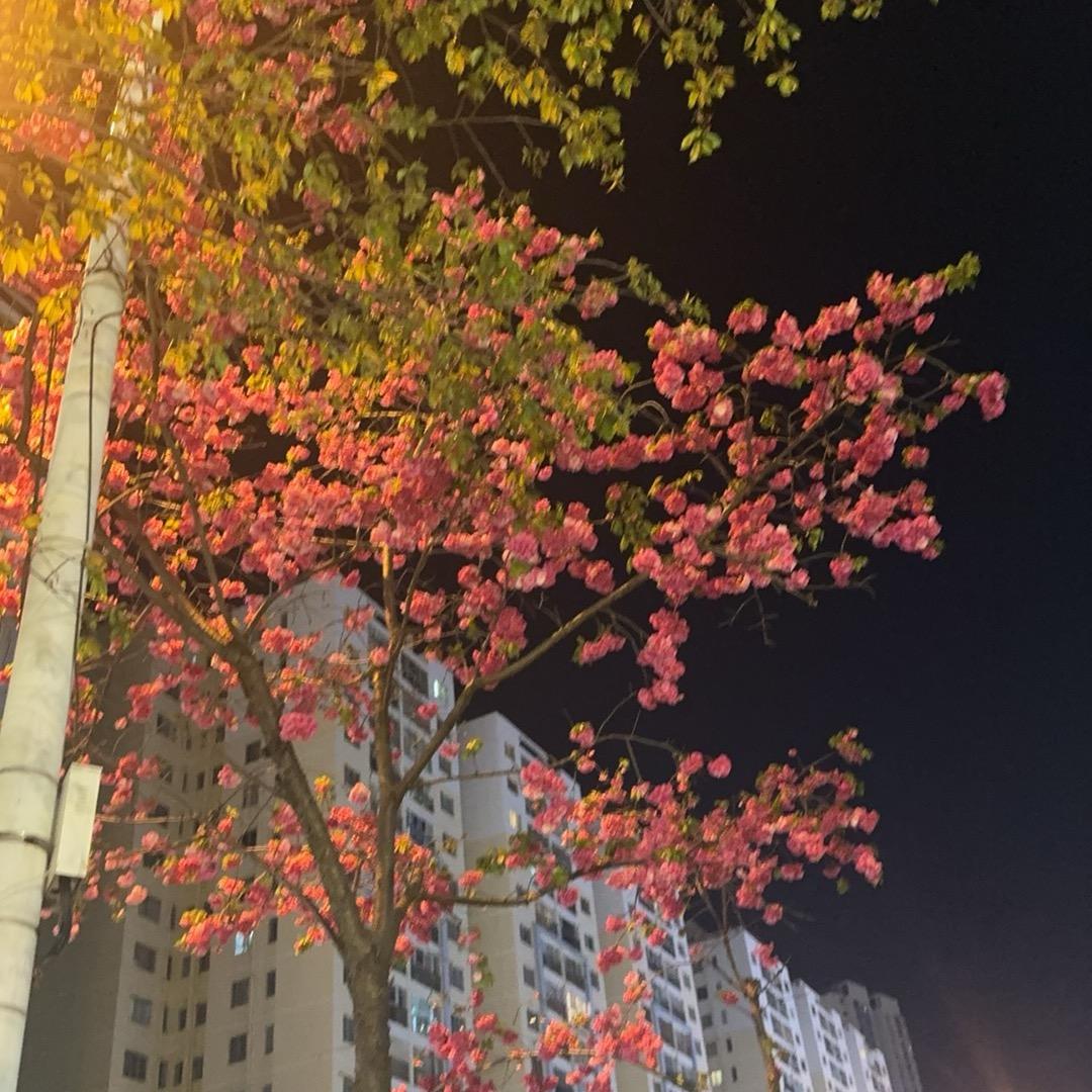 碧摇
