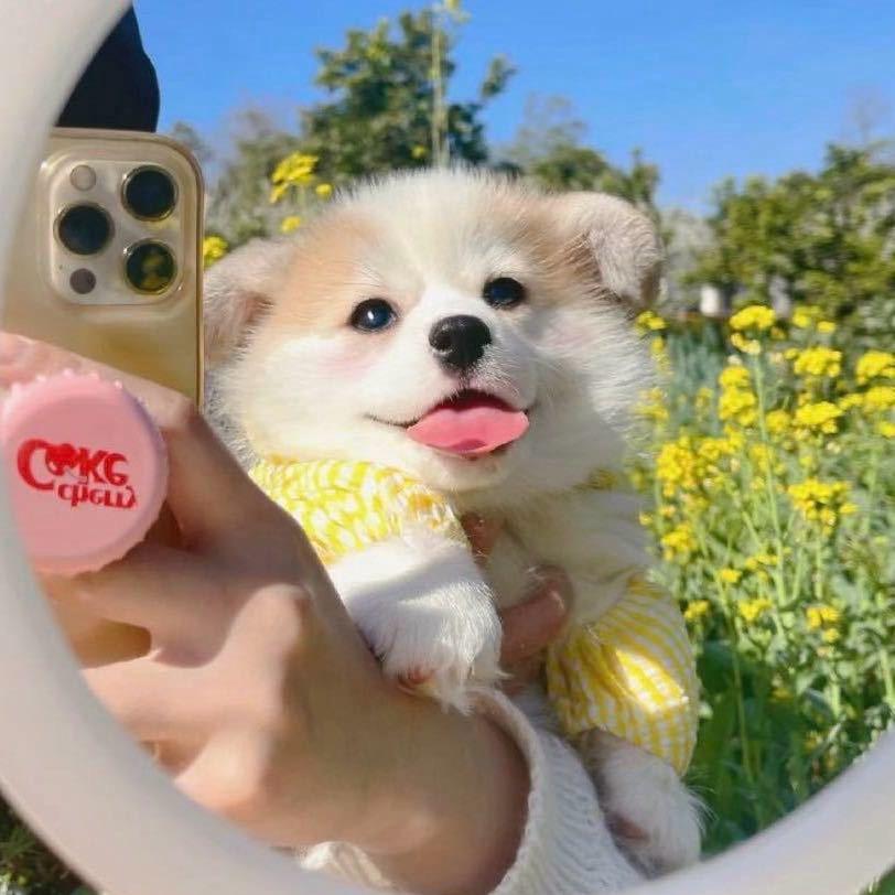 一碗胖胖粥（见过五次周深版）