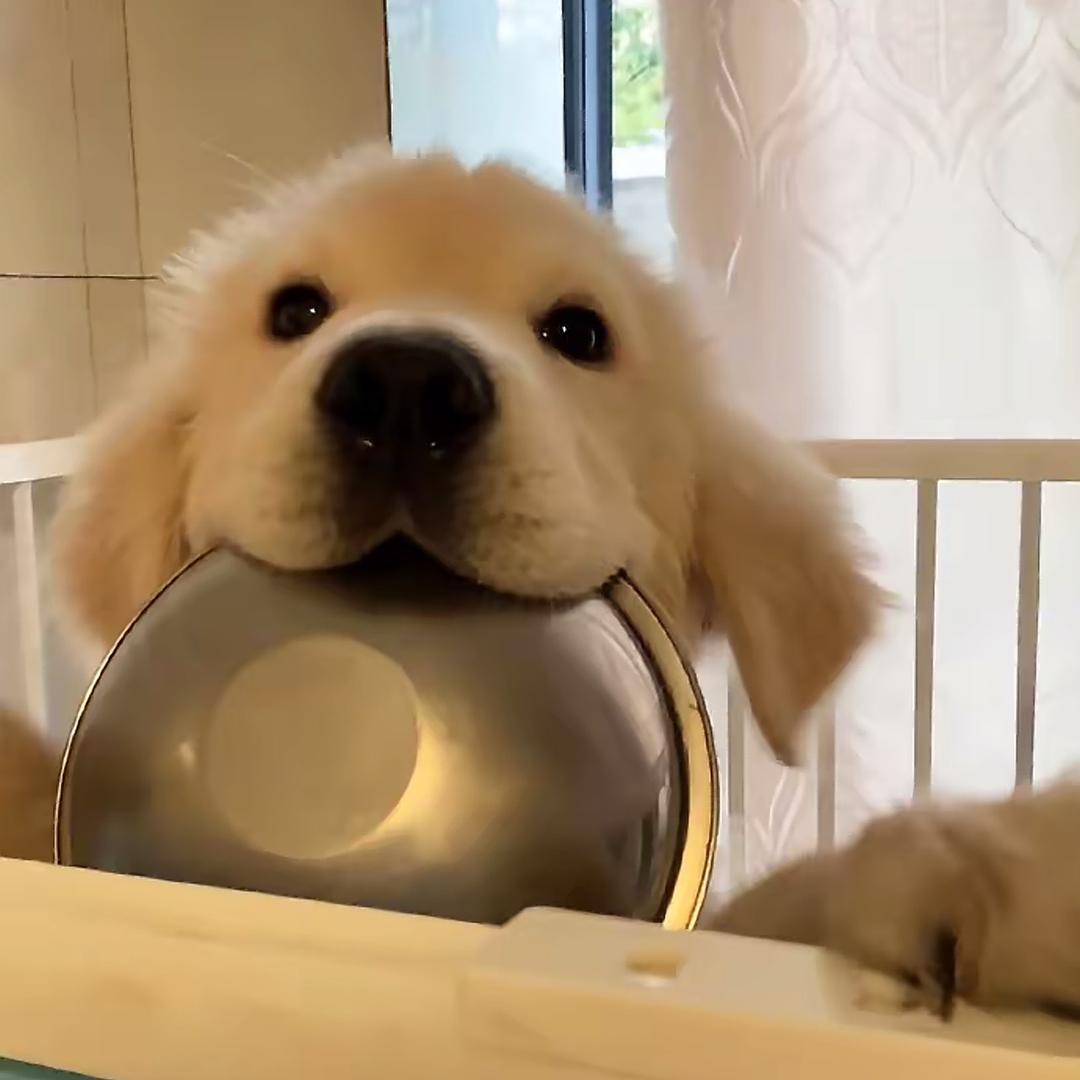 西格