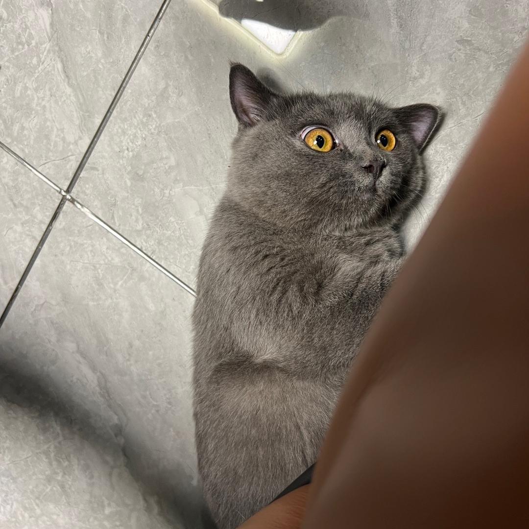 你家的9哥