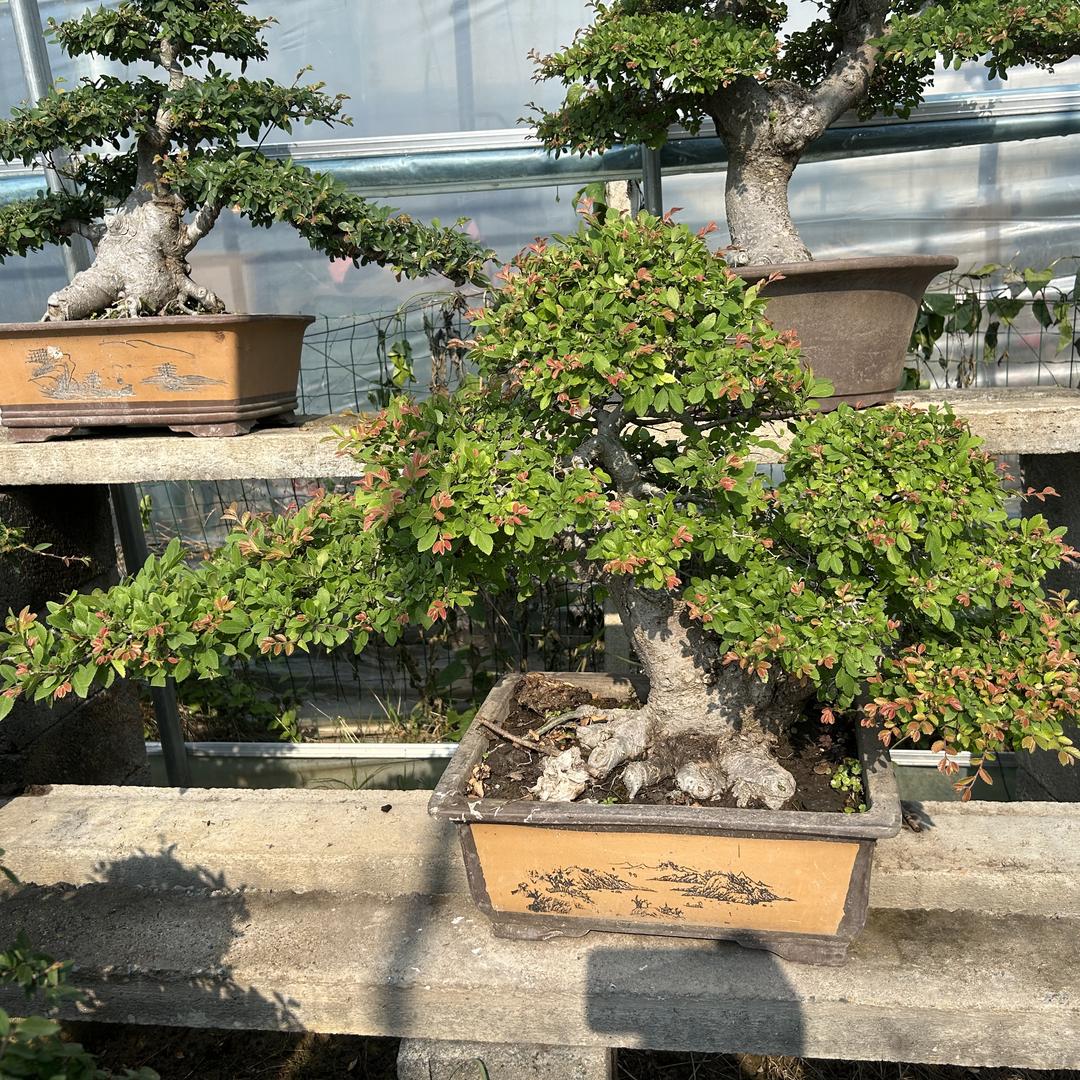 花嘟嘟
