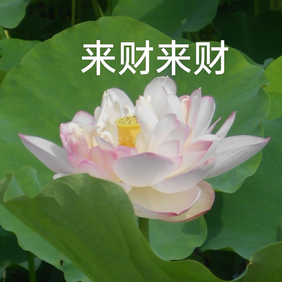 $星星