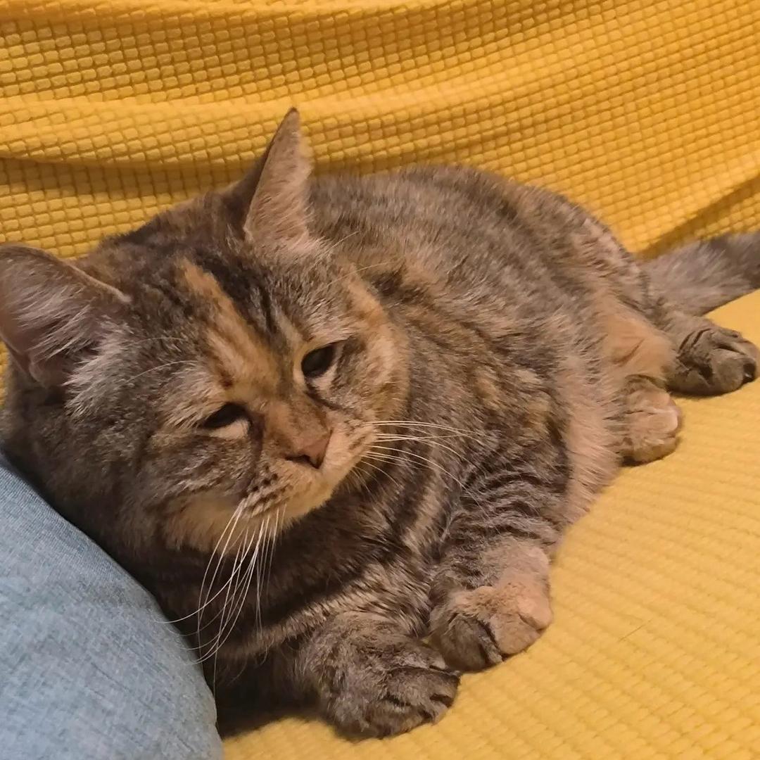 同阶无敌越镜罚上