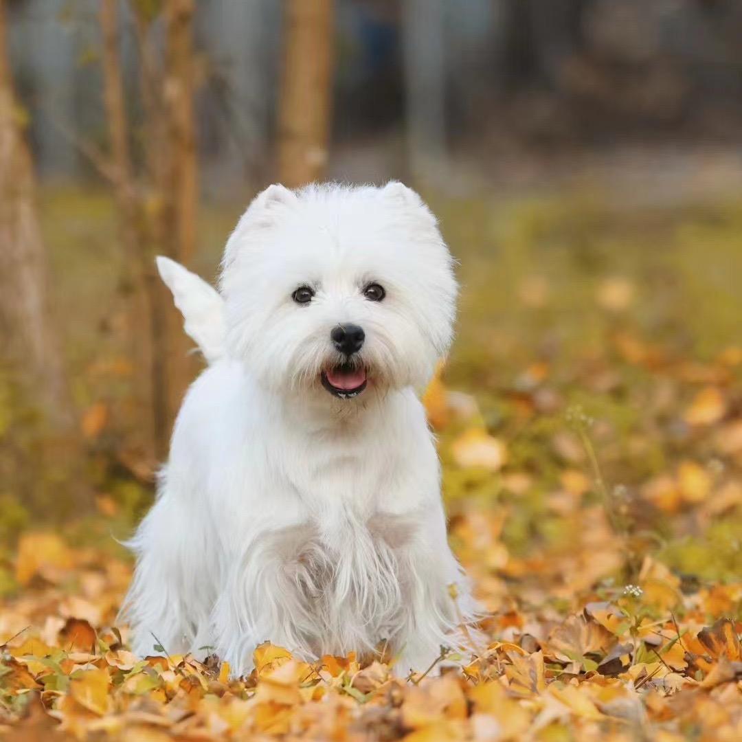云南西高地之家