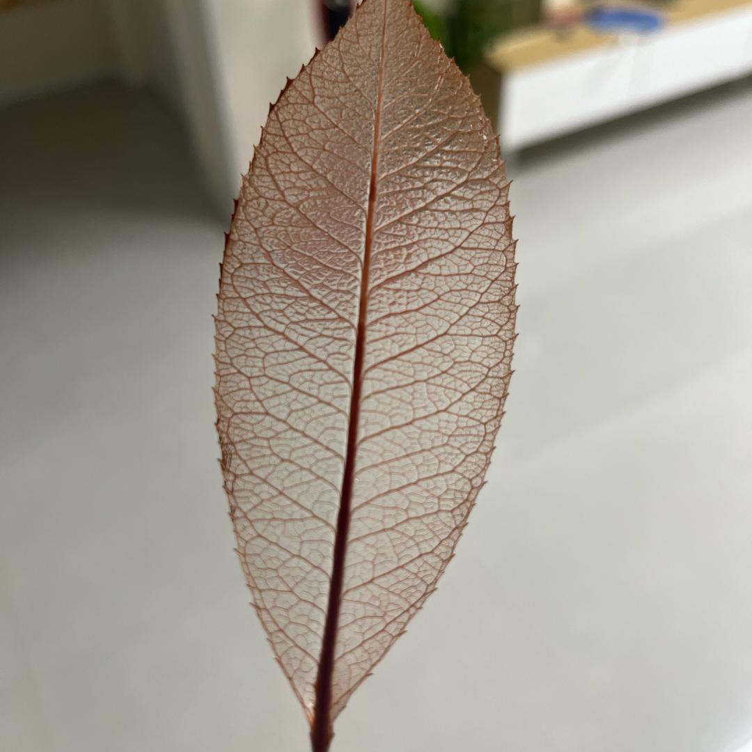 虾哥玩具总动员