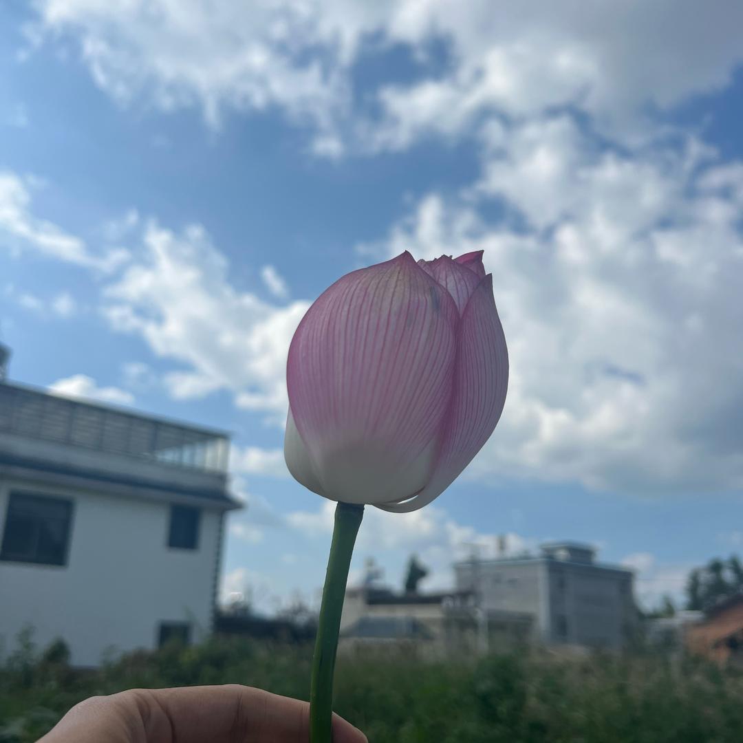 所有星星都哭了