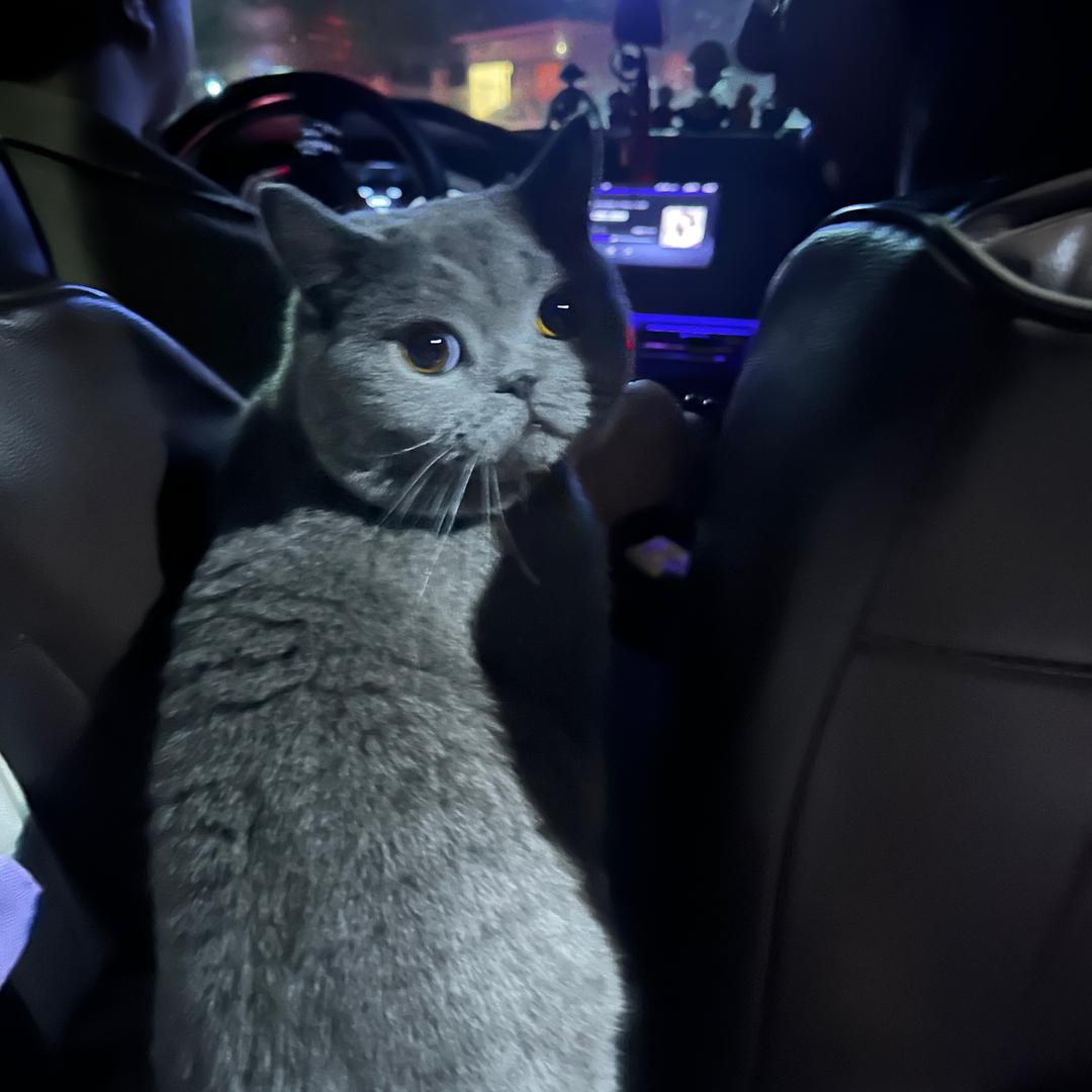 可乐是猫不是汽水