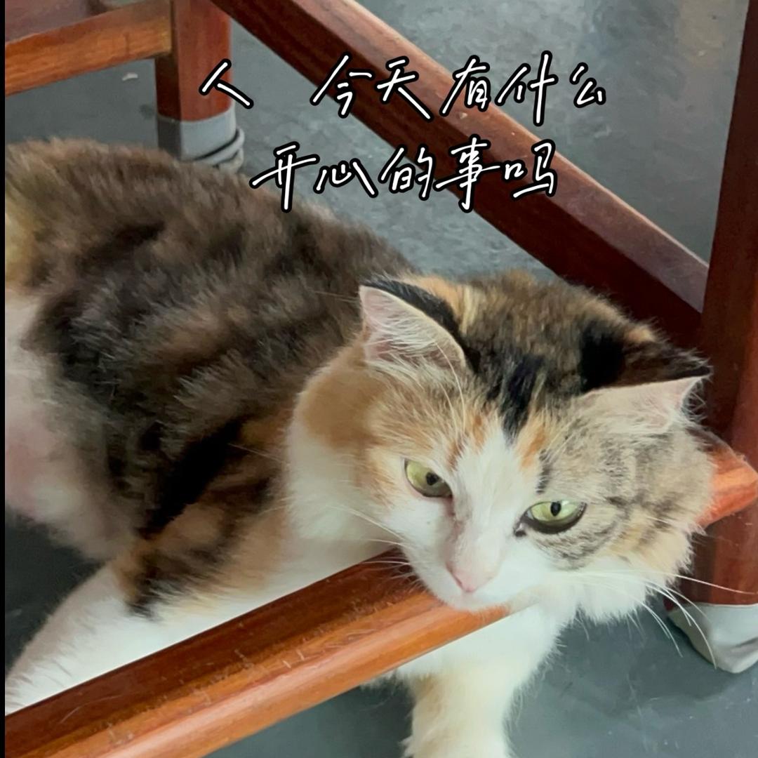 三朵猫
