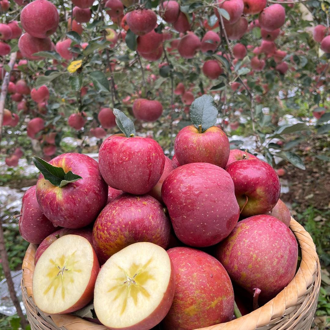 糖心丑苹果大凉山🍎