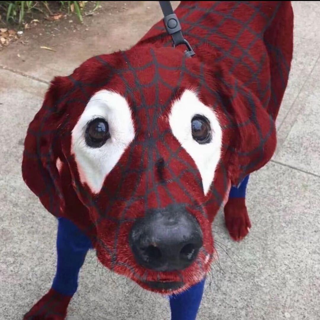 蜘蛛狗