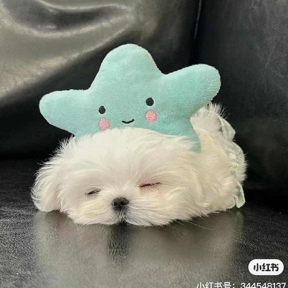 潼潼