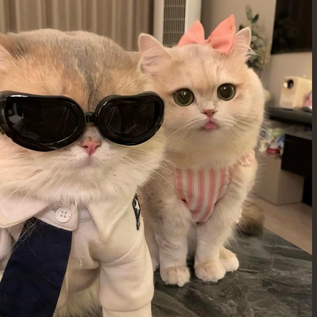 阿猫大小姐。