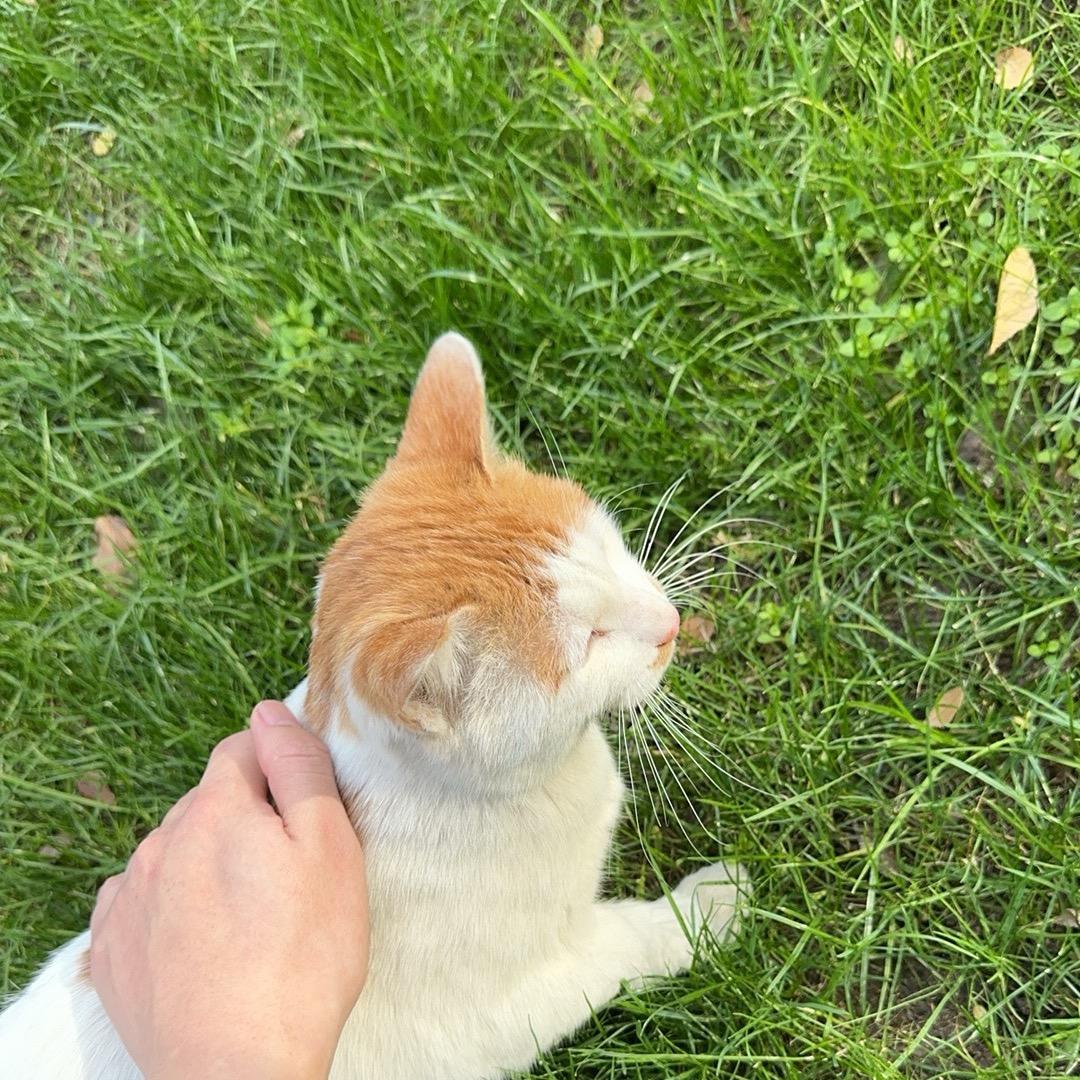 小鱼爱吃猫
