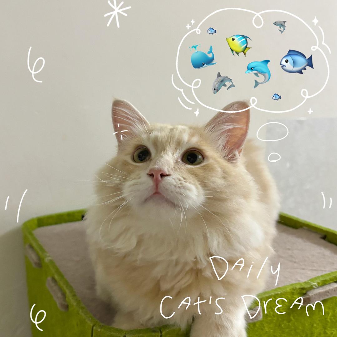 馒头🐈