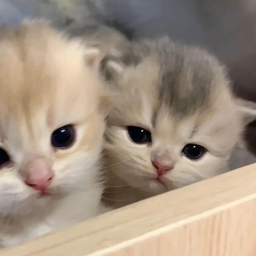 猫猫耳
