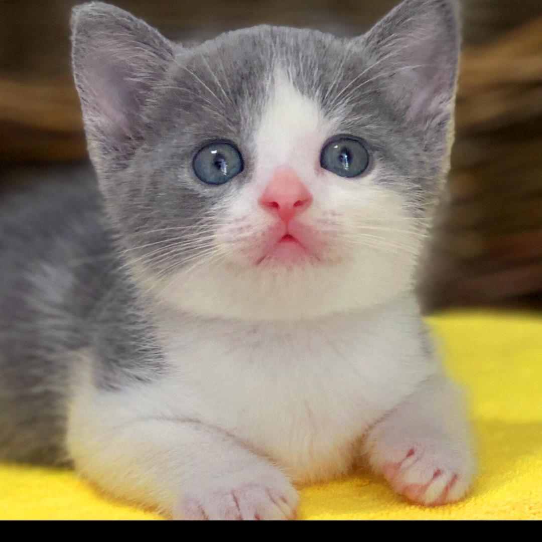 坤哥养猫