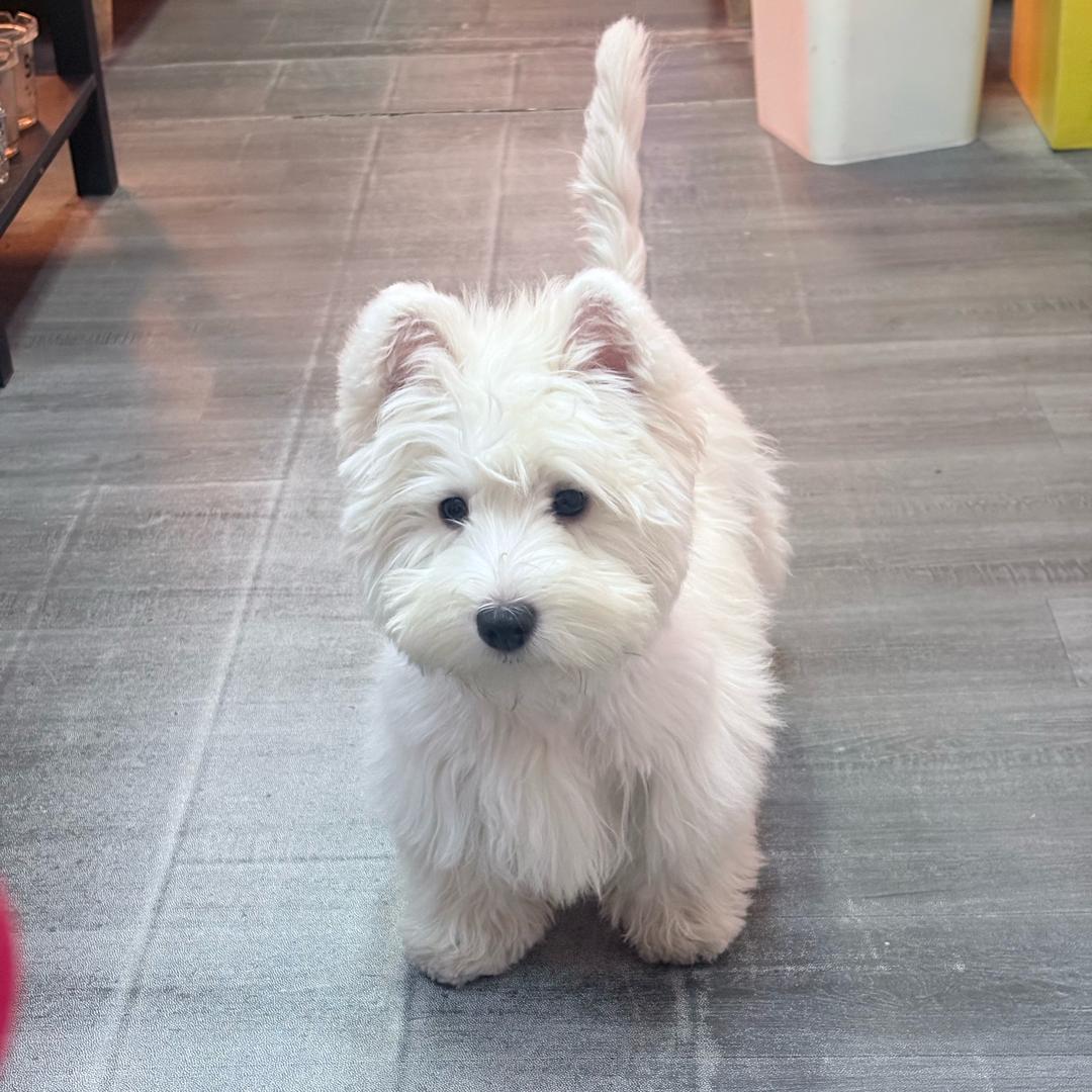 小葵家🏠西高地