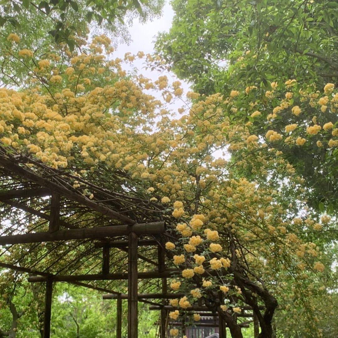 故事里的小黄花～