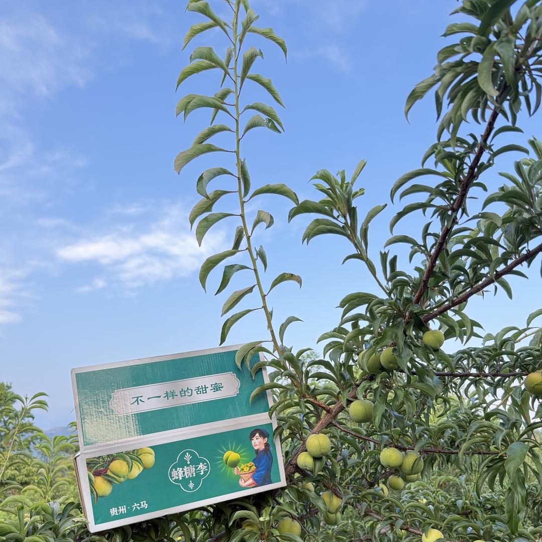 六马莎莎蜂糖李果树苗木专营店