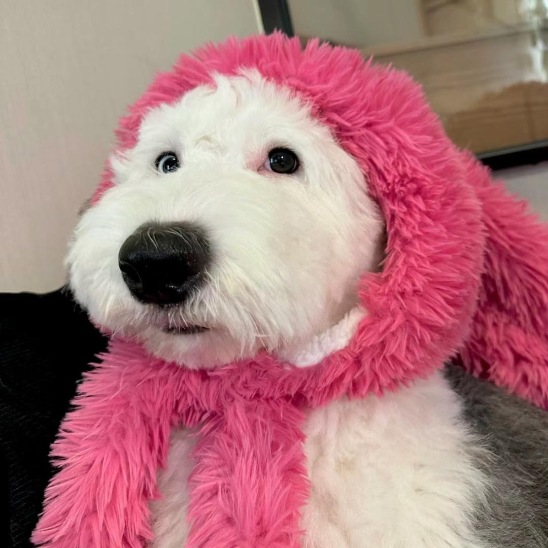 董洁直播💯好物