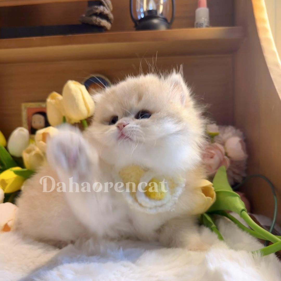 董小姐渐层猫舍💕