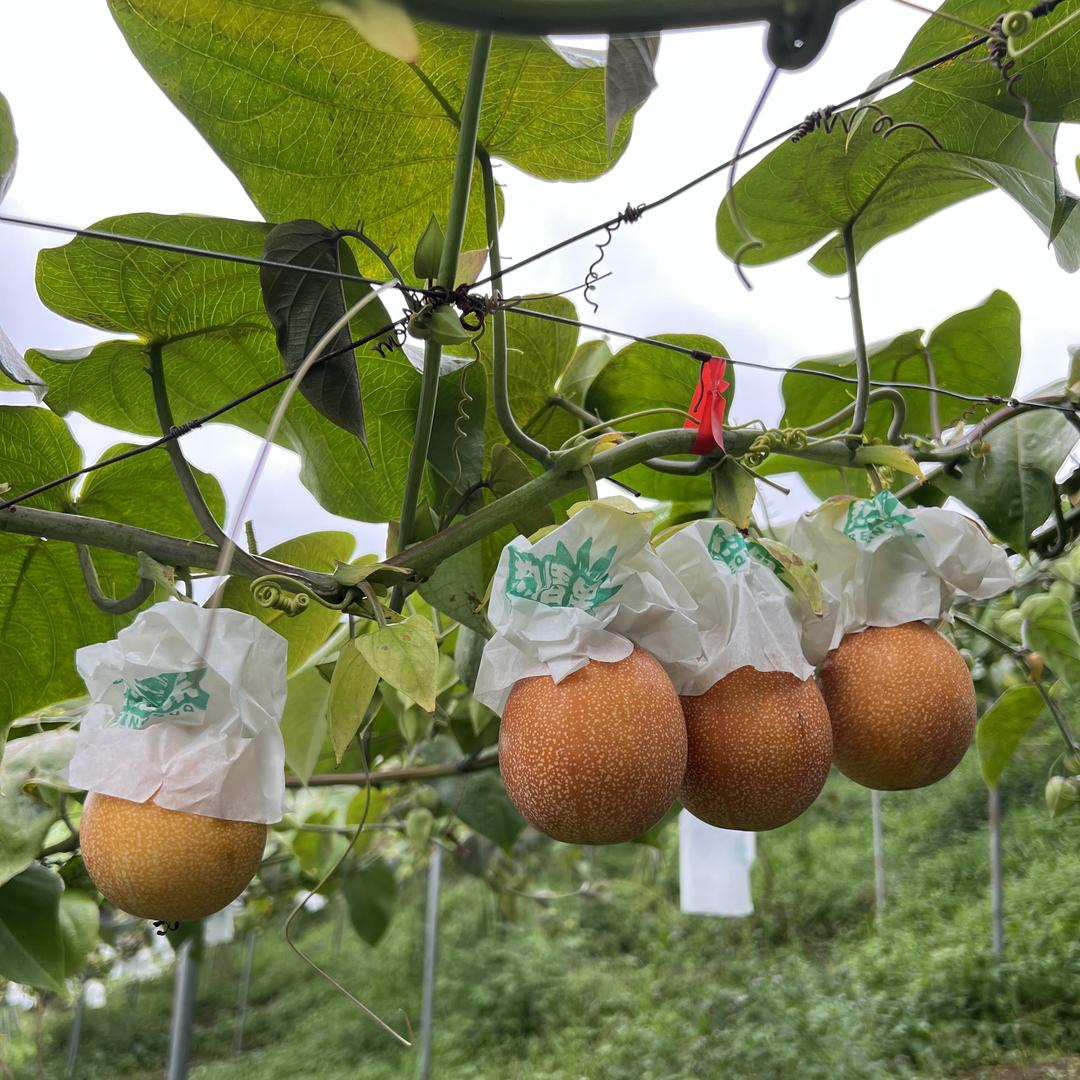 西双版纳六象农业