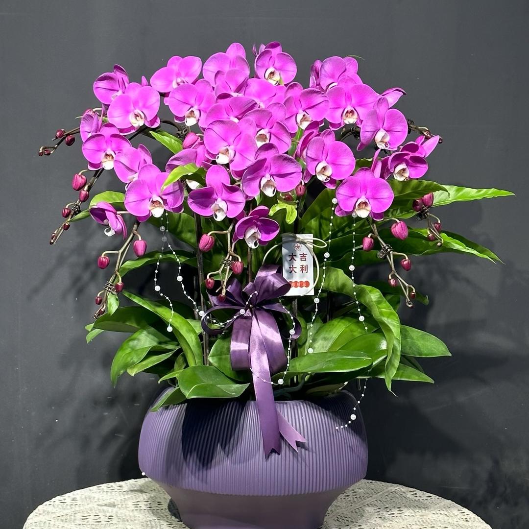 七彩花卉－蝴蝶兰基地